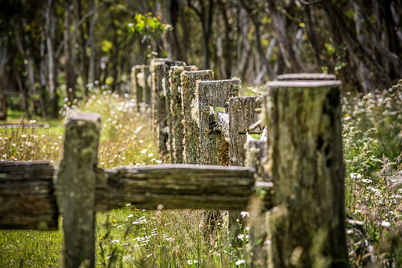 Old Fence