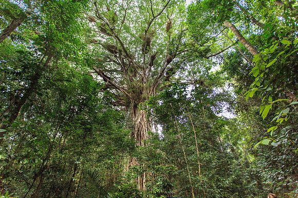 Canopy of Cathedral Fig (Ficus virens)vwith Basket Ferns (Drynaria rigidula)