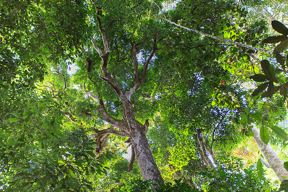 Canopy featuring Red Eungella Satinash (acmena resa)