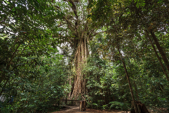 Cathedral Fig, Danbulla State Forest Drive, Yungaburra
