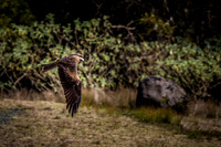 Brown Falcon