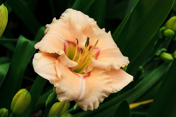 Day Lilly at Lake Barrine