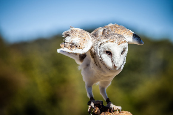 Barn Owl