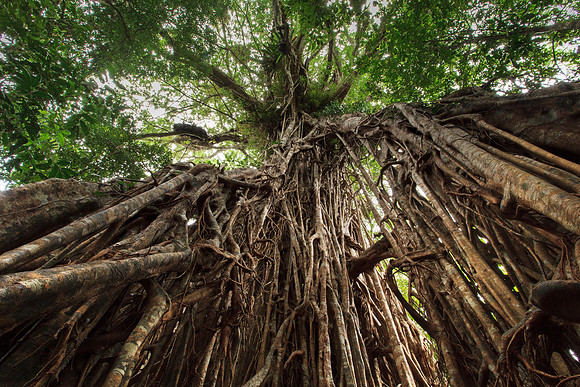 Cathedral Fig 44m girth, 500 years old and 48 metres tall