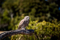 Barking Owl