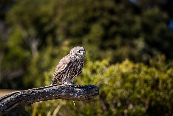 Barking Owl