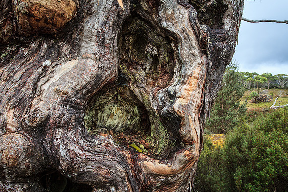 Gnarled trunk