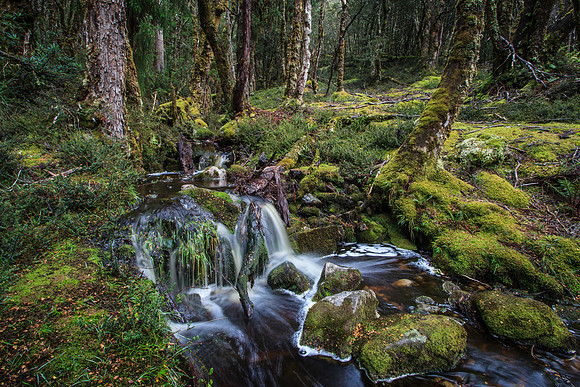 Rainforest stream