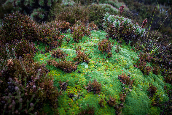 Cushion Plant