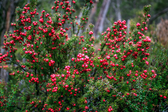 Mountain Pickberry