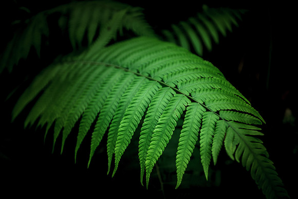 Fern