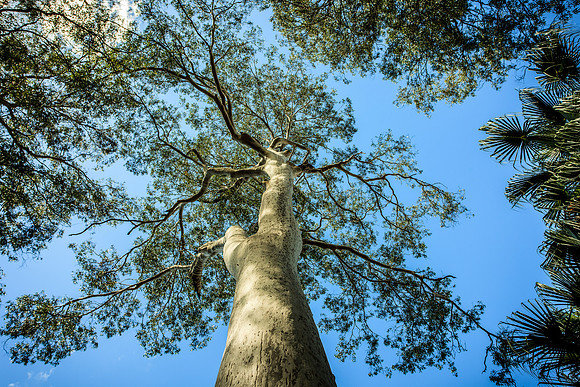 Blue Gum