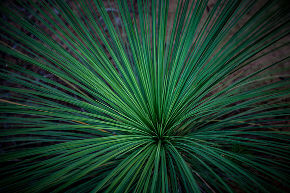 Xanthorrhoea