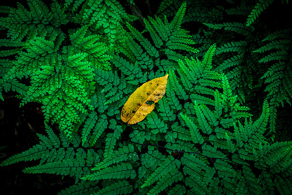 Maidenhair Fern