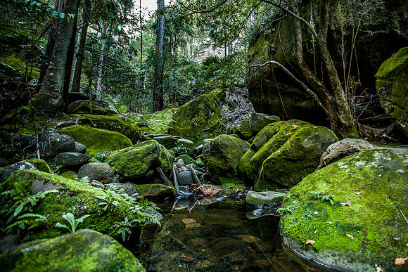 Warrumbah Gorge