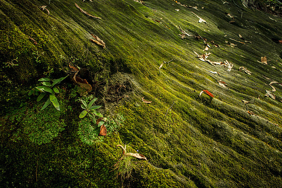 Moss covered rock