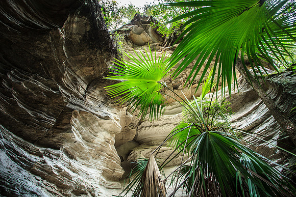 Carnaravon Fan Palm