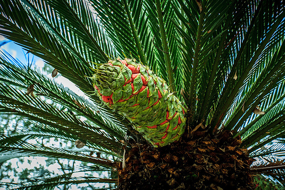 Macrozamia