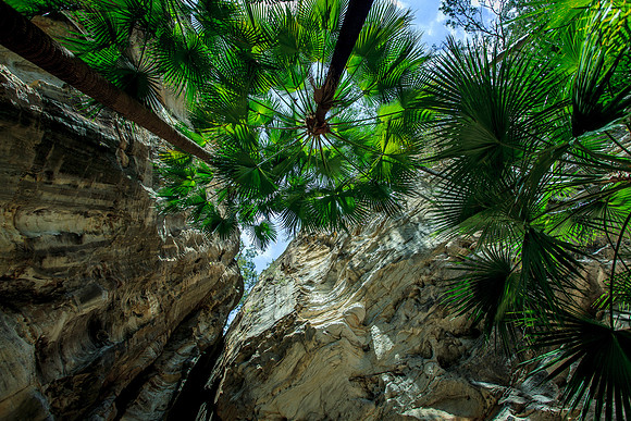 Carnaravon Fan Palm