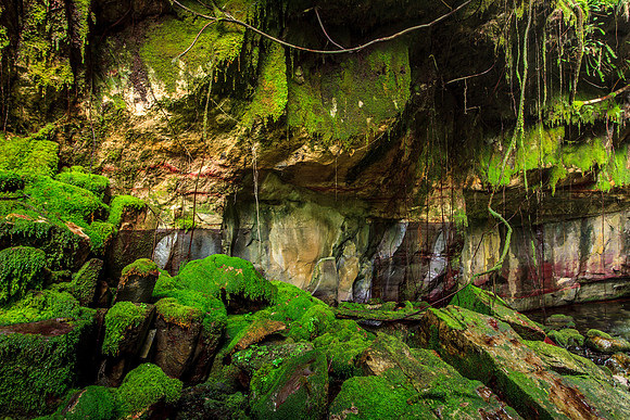 Moss Garden