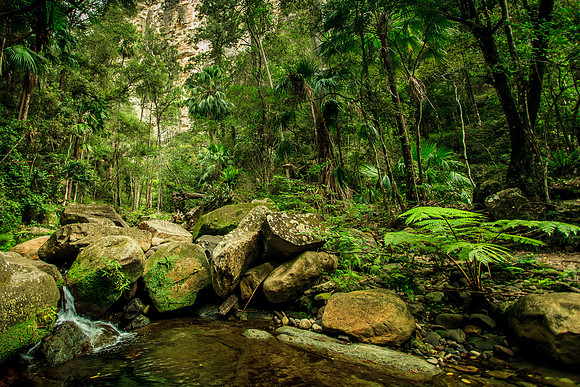 Violet Gorge