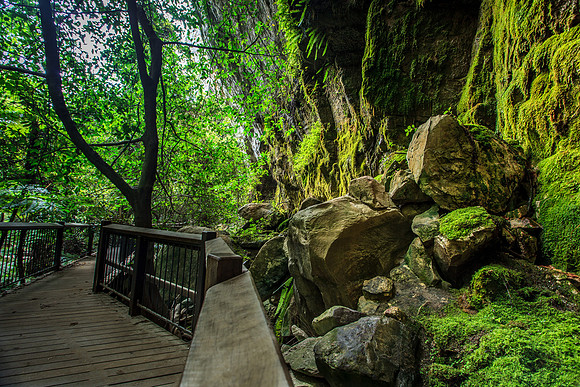 Moss Garden