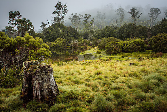 Morning Mist