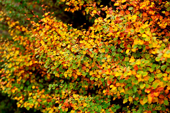Fagus - Nothofagus gunnii