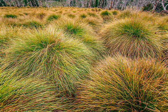 Buttongrass - Gymnoschoenus sphaerocephalus