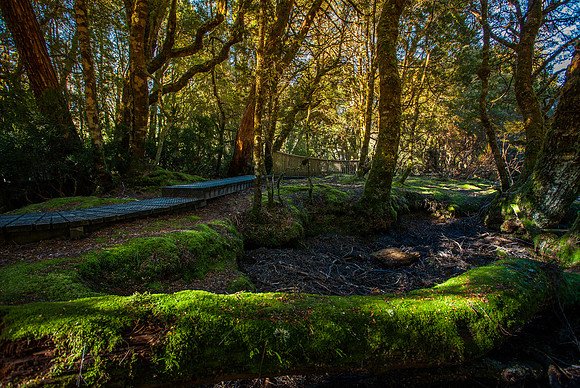 Enchanted Walk