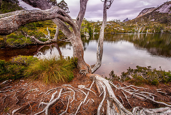 Wombat Pool