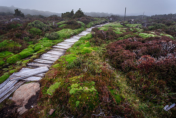 Face Track