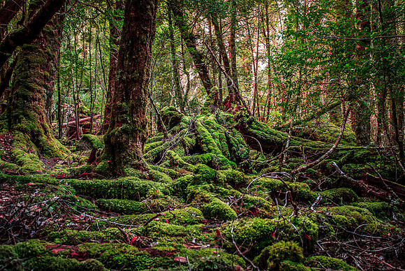 King Billy Track