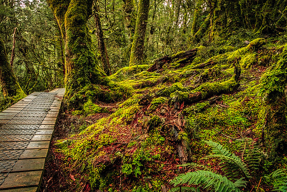 Pencil Pine Boardwalk