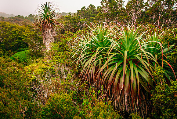 Pandani - Richea pandanifolia