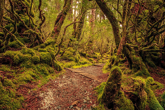 Weindorfers Forest