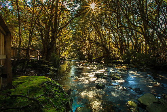 Enchanted Walk
