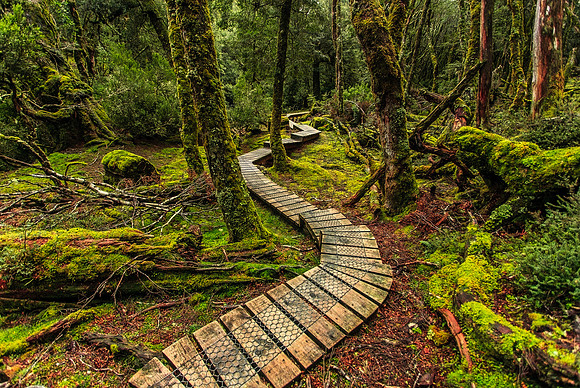 Pencil Pine Boardwalk