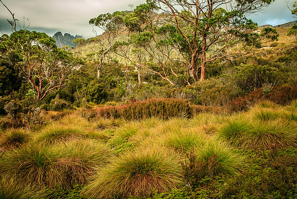 Looking to Cradle Mountain